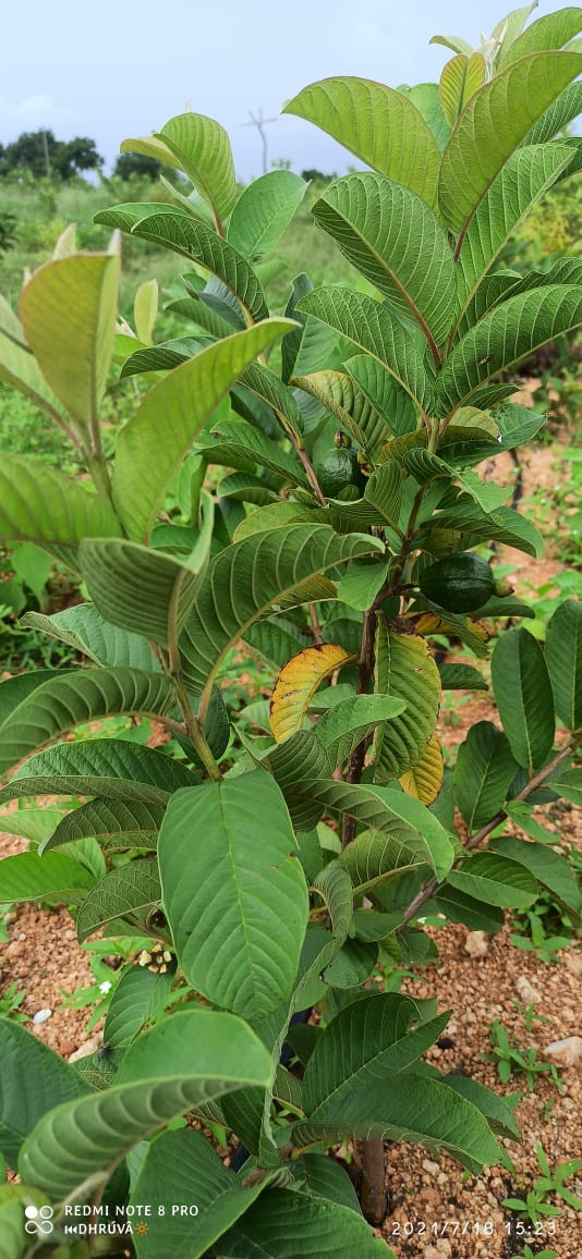 1770541557WhatsApp Image 2026-01-28 at 8.15.46 PM (1).jpeg